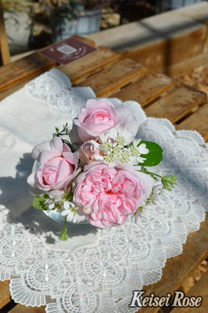 バラ大苗 シェーンハイト 4.5号ロングポット 京成バラ園芸｜花木04-PA