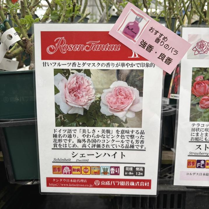 バラ大苗 シェーンハイト 4.5号ロングポット 京成バラ園芸｜花木04-PA