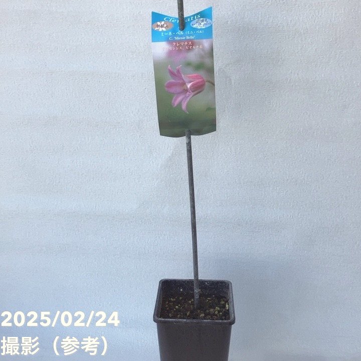 クレマチス テキセンシス ビオルナ系 ミーネ・ベル 4号｜草花04-PA