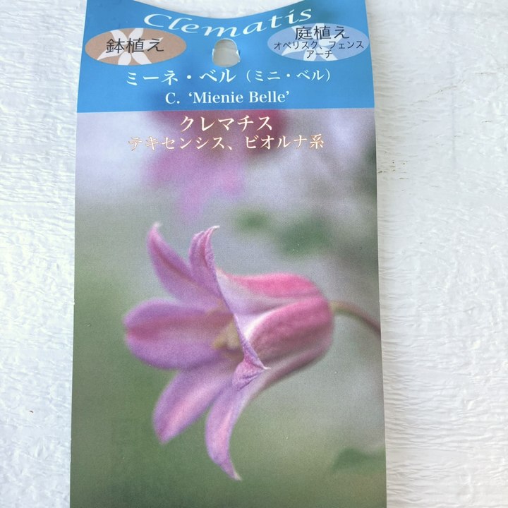 クレマチス テキセンシス ビオルナ系 ミーネ・ベル 4号｜草花04-PA