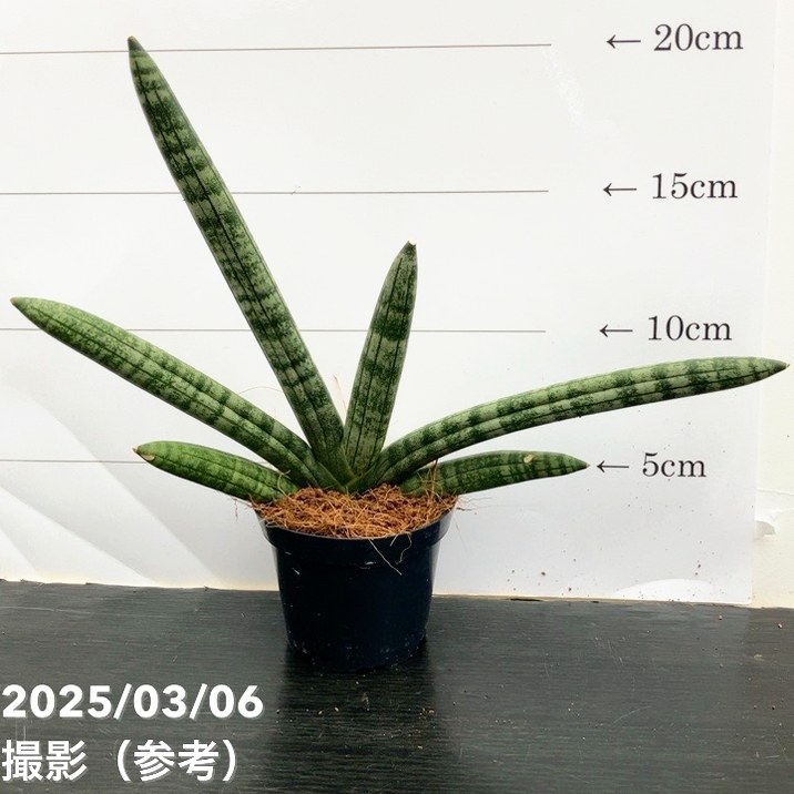 サンスベリア 3号角鉢 スカイライン Skyline 6-7cmポット投げ込み仕様