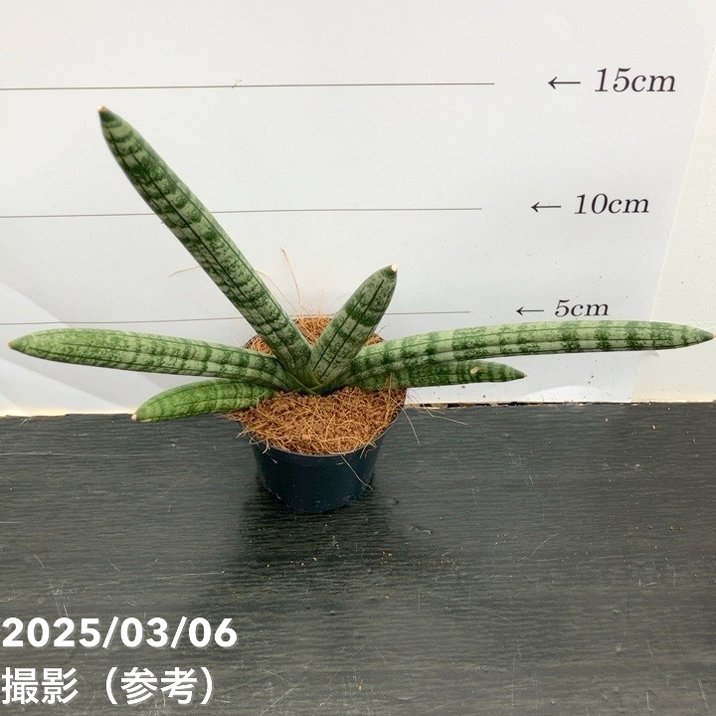 サンスベリア 3号角鉢 スカイライン Skyline 6-7cmポット投げ込み仕様