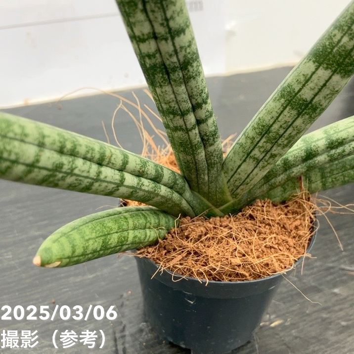 サンスベリア 3号角鉢 スカイライン Skyline 6-7cmポット投げ込み仕様