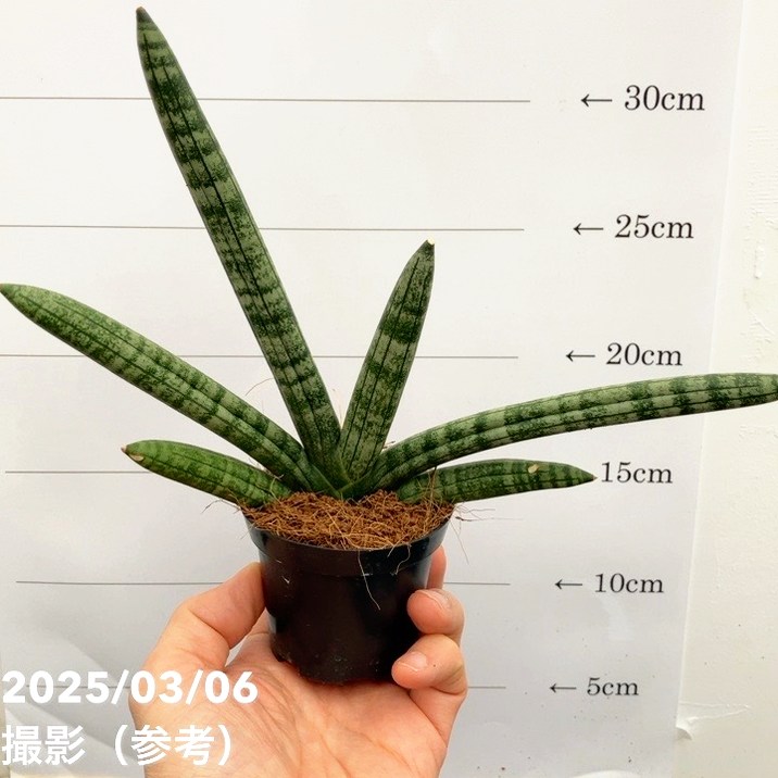 サンスベリア 3号角鉢 スカイライン Skyline 6-7cmポット投げ込み仕様