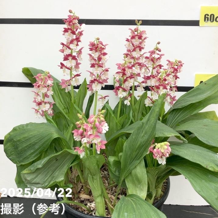 ●えびね蘭　３２４　紅錦　超大輪５５㎜　山野草エビネラン Yahoo!オークション -「エビネえびね」(ラン) (花)の落札相場・落札価格