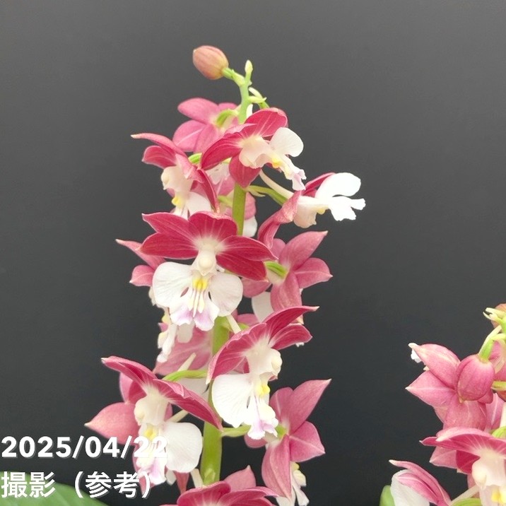 日本エビネ花譜 第4巻 補遺 春咲き種・夏咲き種・稀産種 日本エビネ花譜 第4巻 補遺(春・夏咲き種他(高橋勝雄) / 間島