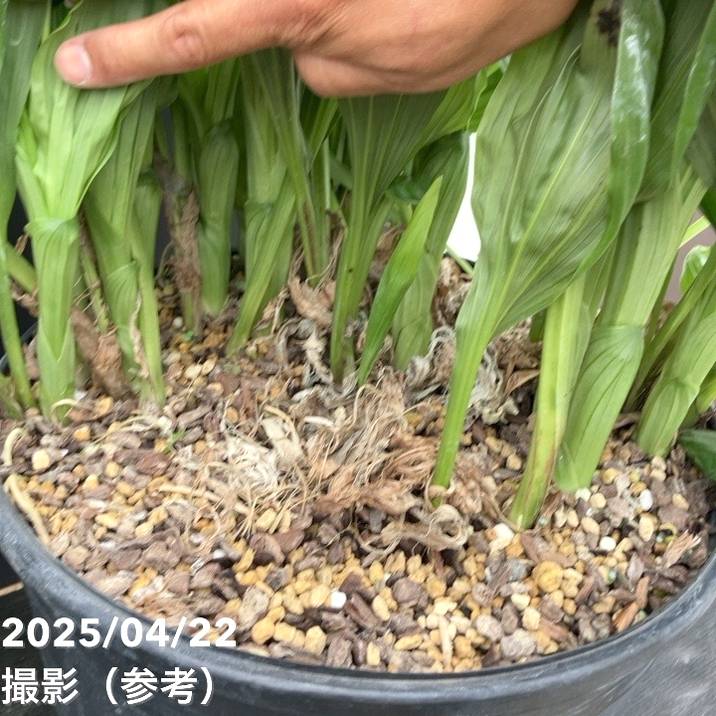 エビネ　エビネ蘭　蘭　苗　〘 e 9 〙 超激 希少 エビネ エビネ蘭 蘭 苗 〘 e 9 〙 超激 希少