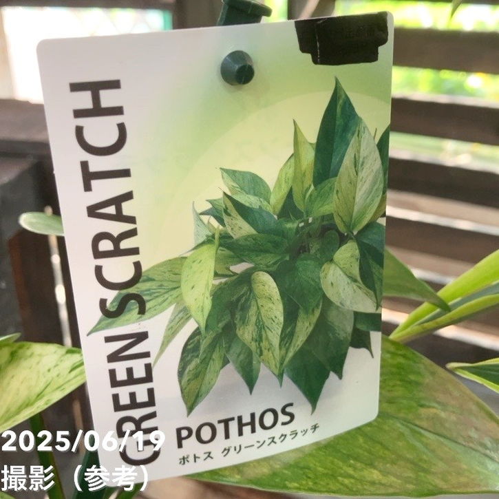 【現品お届け】赤塚オリジナルインテリアグリーン ポトス グリーンスクラッチ(OK17)|手作04-PA