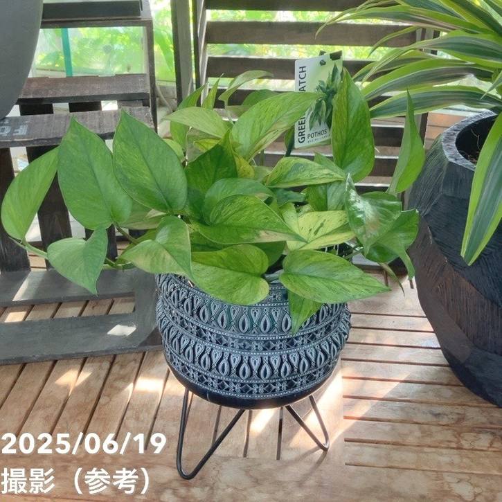 【現品お届け】赤塚オリジナルインテリアグリーン ポトス グリーンスクラッチ(OK17)|手作04-PA