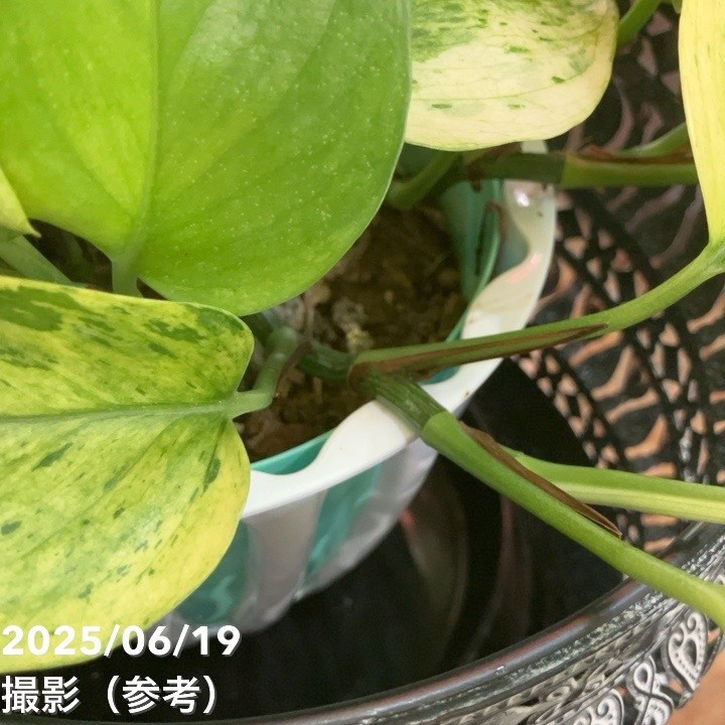 【現品お届け】赤塚オリジナルインテリアグリーン ポトス グリーンスクラッチ(OK17)|手作04-PA