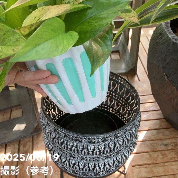 【現品お届け】赤塚オリジナルインテリアグリーン ポトス グリーンスクラッチ(OK17)|手作04-PA