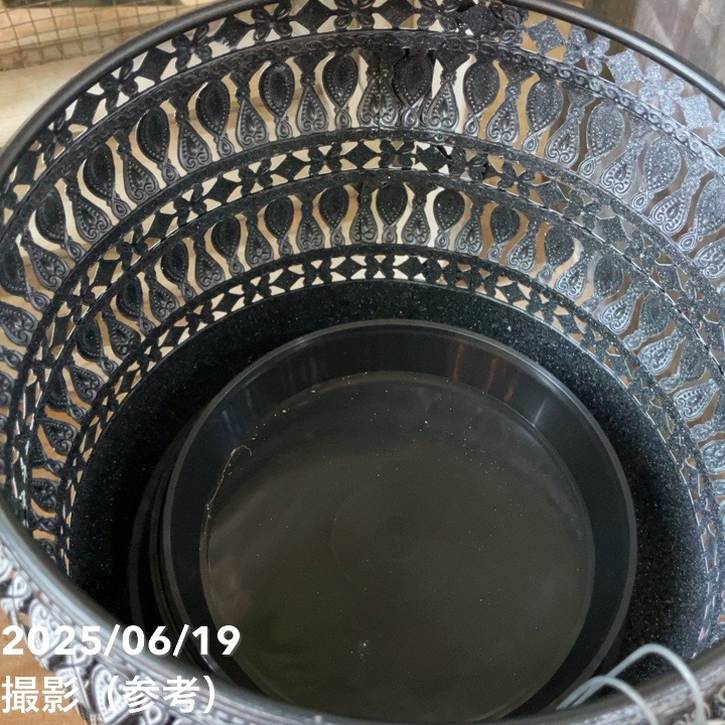 【現品お届け】赤塚オリジナルインテリアグリーン ポトス グリーンスクラッチ(OK17)|手作04-PA