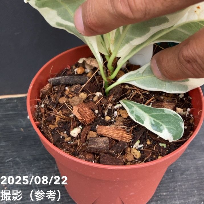 フィカス リラータ イボンヌ Ficus lyrata varietageted 3.5号