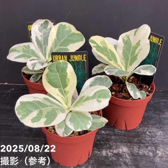 フィカス リラータ イボンヌ Ficus lyrata varietageted 3.5号