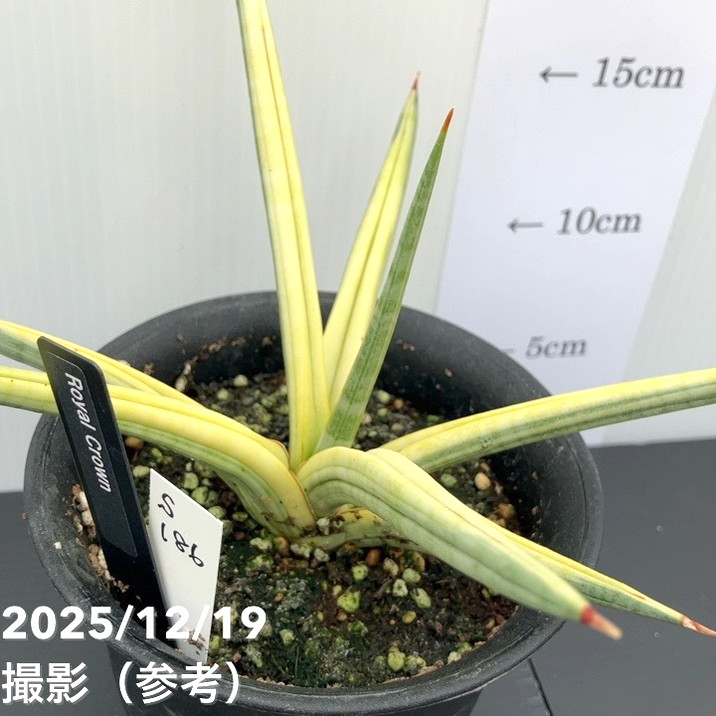 【現品お届け】サンスベリア 4号 ロイヤルクラウン プラ鉢仕様(S186)|観葉02-D2
