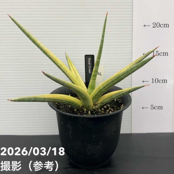 【現品お届け】サンスベリア 4号 ロイヤルクラウン プラ鉢仕様(S186)|観葉02-D2