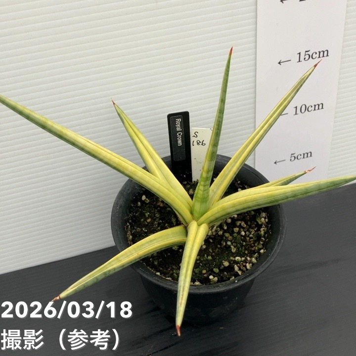 【現品お届け】サンスベリア 4号 ロイヤルクラウン プラ鉢仕様(S186)|観葉02-D2