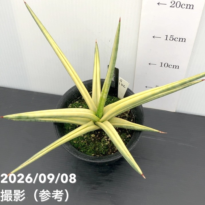 【現品お届け】サンスベリア 4号 ロイヤルクラウン プラ鉢仕様(S186)|観葉02-D2