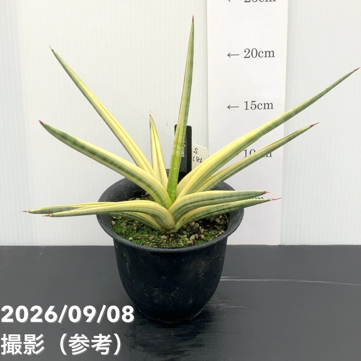 【現品お届け】サンスベリア 4号 ロイヤルクラウン プラ鉢仕様(S186)|観葉02-D2