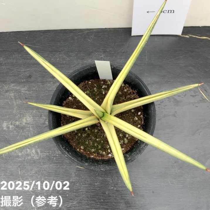 【現品お届け】サンスベリア 4号 ロイヤルクラウン プラ鉢仕様(S186)|観葉02-D2