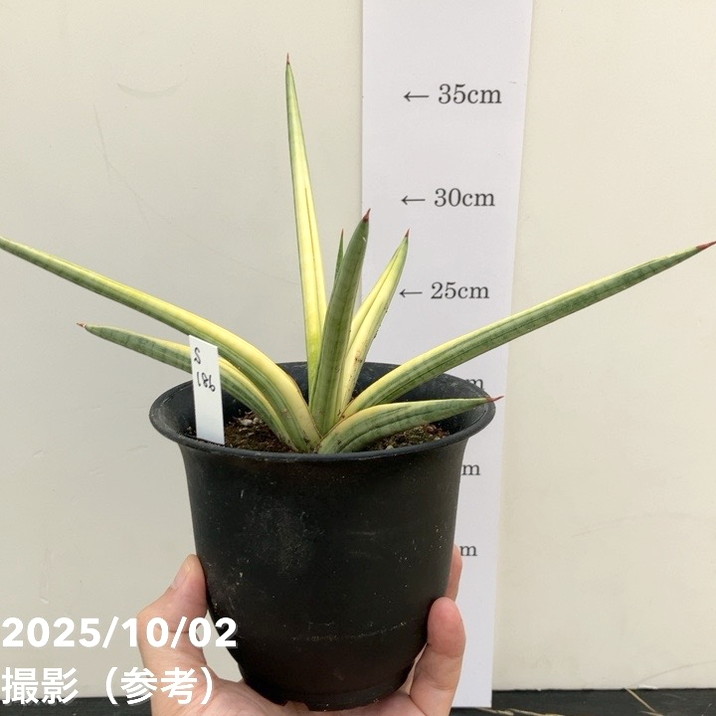 【現品お届け】サンスベリア 4号 ロイヤルクラウン プラ鉢仕様(S186)|観葉02-D2