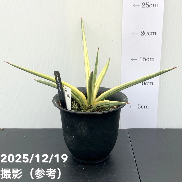 【現品お届け】サンスベリア 4号 ロイヤルクラウン プラ鉢仕様(S186)|観葉02-D2