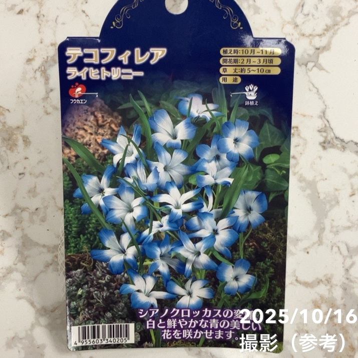 テコフィレア ライヒトリニー 2球入り×2袋セット｜球根04-PA | タネ