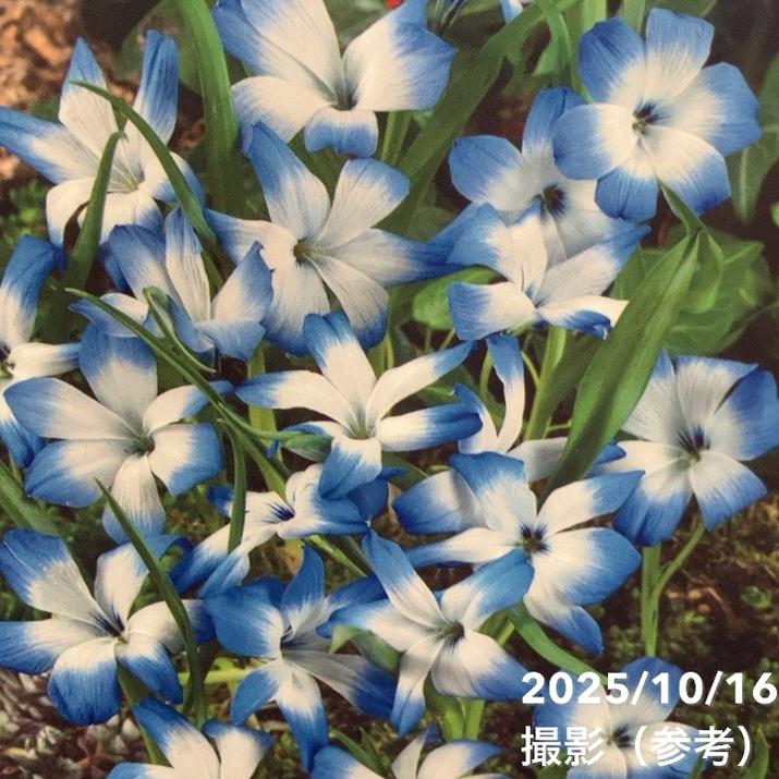 テコフィレア ライヒトリニー 2球入り×2袋セット｜球根04-PA | タネ