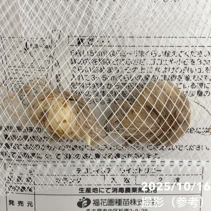 テコフィレア ライヒトリニー 2球入り×2袋セット｜球根04-PA | タネ