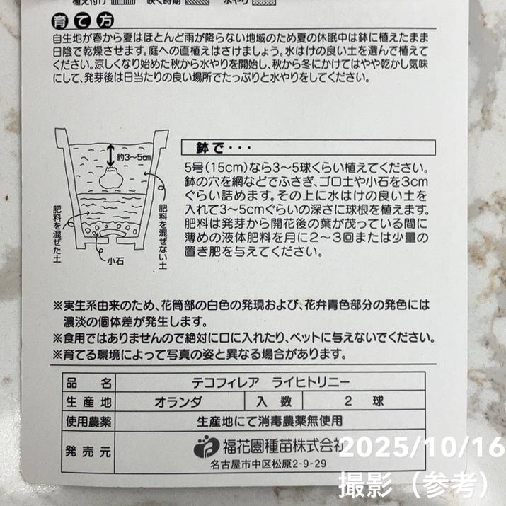 テコフィレア ライヒトリニー 2球入り×2袋セット|球根04-PA