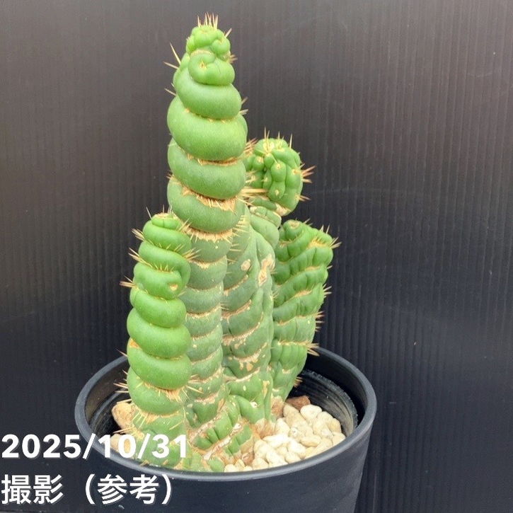 現品お届け】ユーリキニア カスタネア スピラリス 4号（6）接木おろし