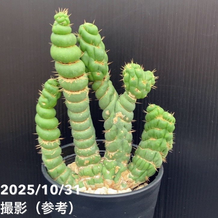 現品お届け】ユーリキニア カスタネア スピラリス 4号（6）接木おろし