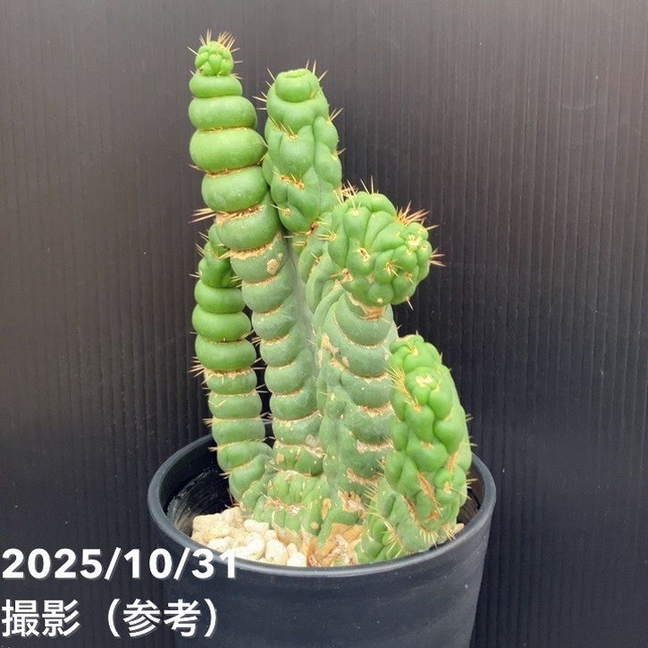 現品お届け】ユーリキニア カスタネア スピラリス 4号（6）接木おろし