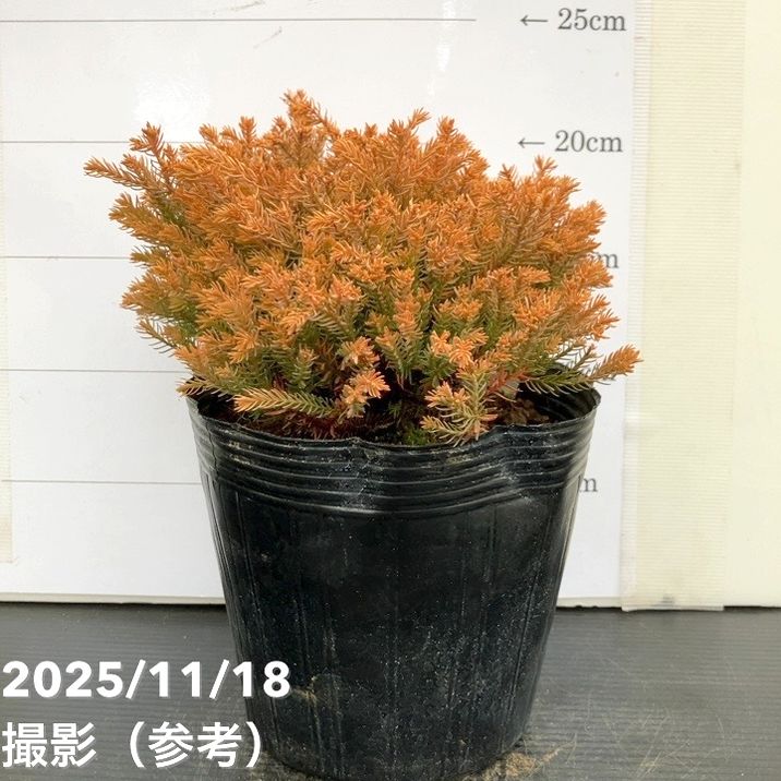 コニファー ラインゴールド 5号｜花木10-TU | 花木・庭木,[垣根