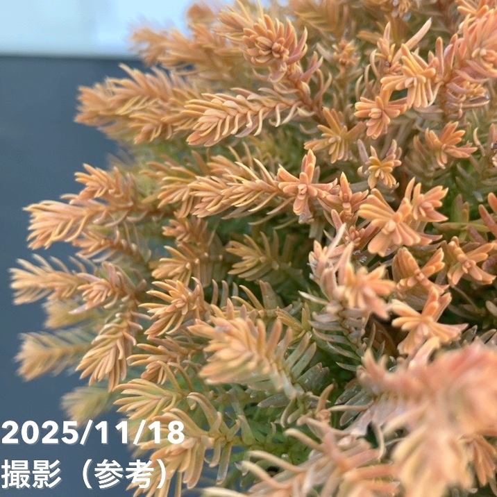 コニファー ラインゴールド 5号｜花木10-TU | 花木・庭木,[垣根