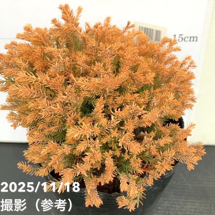 コニファー ラインゴールド 5号｜花木10-TU | 花木・庭木,[垣根
