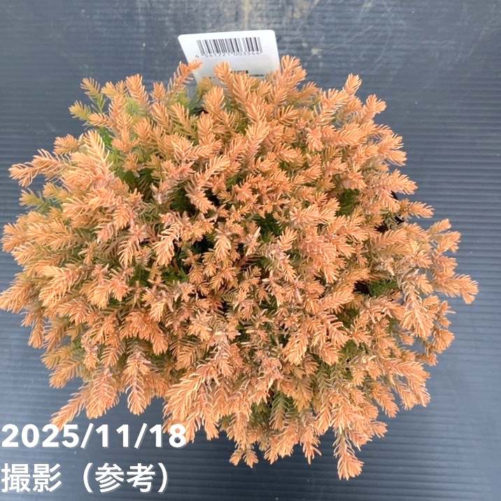 コニファー ラインゴールド 5号｜花木10-TU | 花木・庭木,[垣根