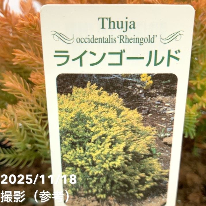 コニファー ラインゴールド 5号｜花木10-TU | 花木・庭木,[垣根