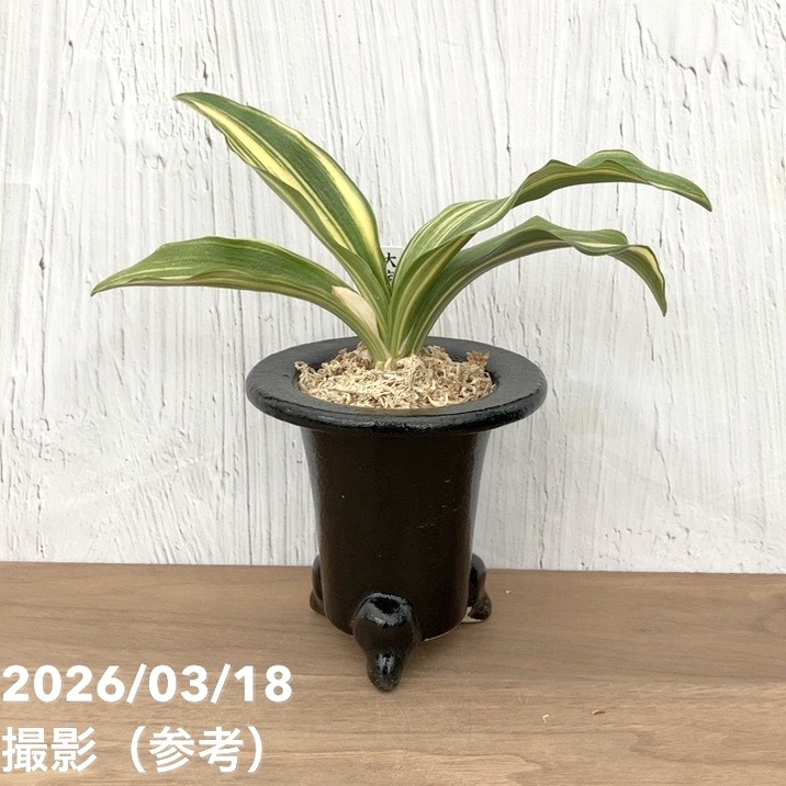 現品お届け】豊明園 万年青 オモト 大宝出世 陶器鉢（O26）｜観葉10-TU