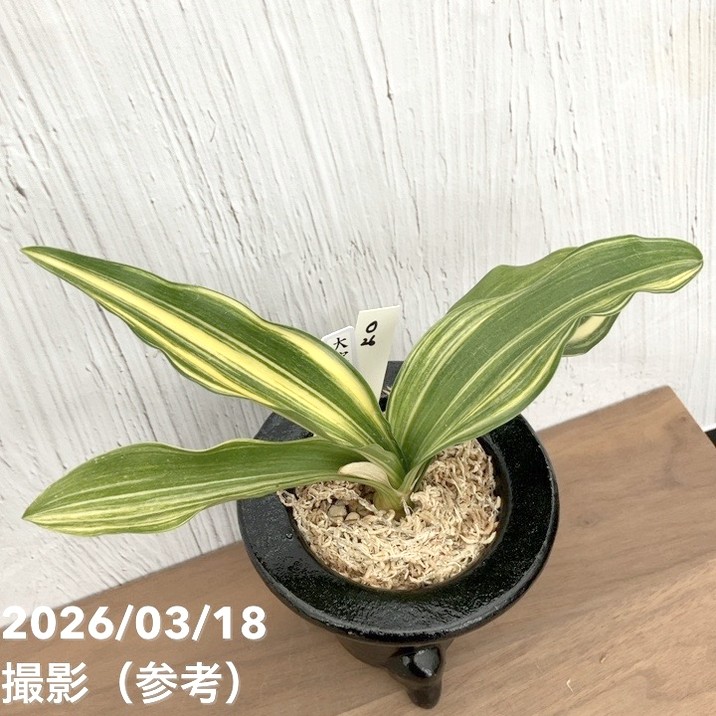 現品お届け】豊明園 万年青 オモト 大宝出世 陶器鉢（O26）｜観葉10-TU