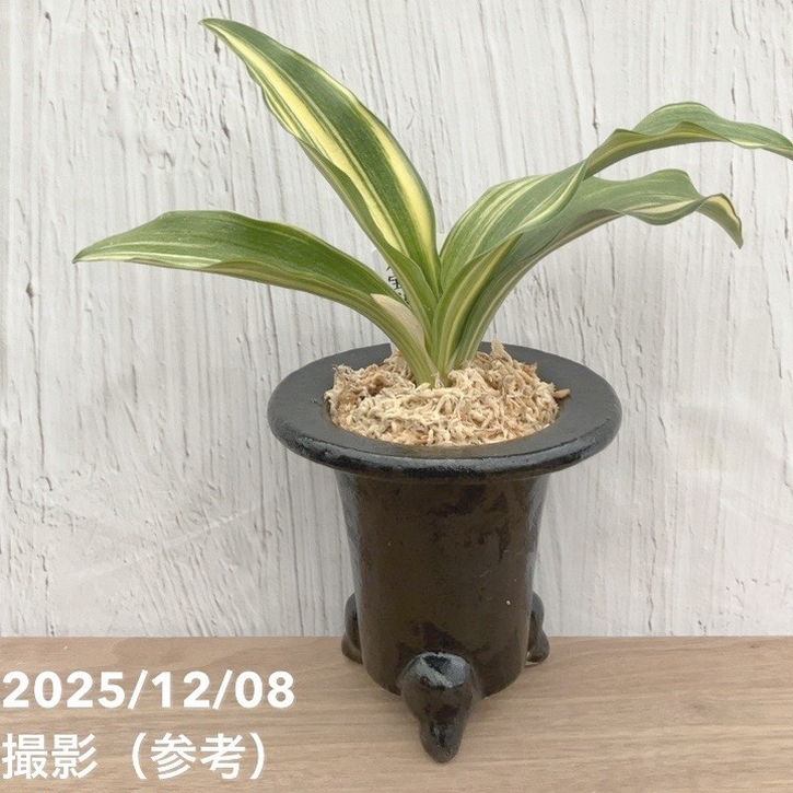 現品お届け】豊明園 万年青 オモト 大宝出世 陶器鉢（O26）｜観葉10-TU