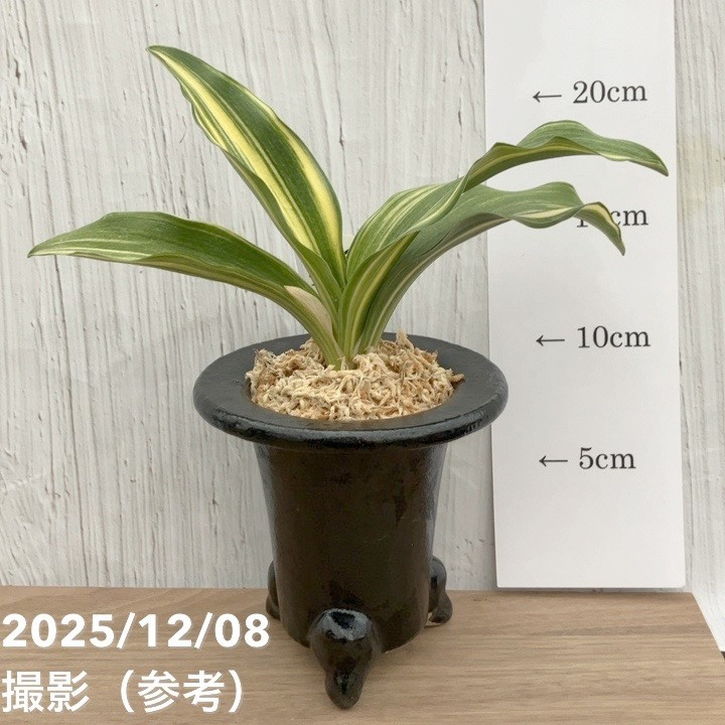 蘭鉢　万年青鉢　布施鉢　万年青　多肉植物　観葉植物 楽焼錦鉢・蘭鉢◇布施 覚 絵付け鉢 3．8号◇万年青・長生蘭・富貴蘭