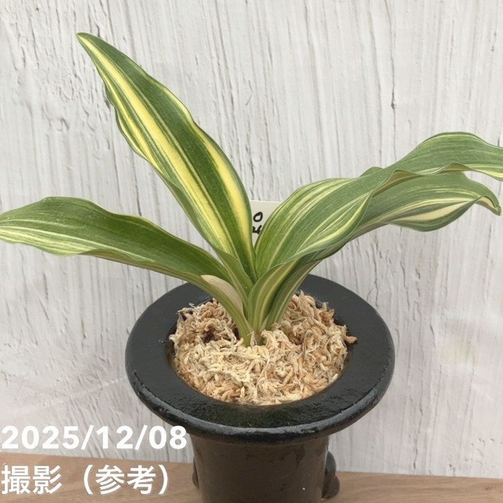 万年青　おもと　豊授楽　黄覆輪斑　4号陶器鉢つき　し 現品お届け】豊明園 万年青 オモト 大宝出世 陶器鉢（O26）｜観葉10-TU