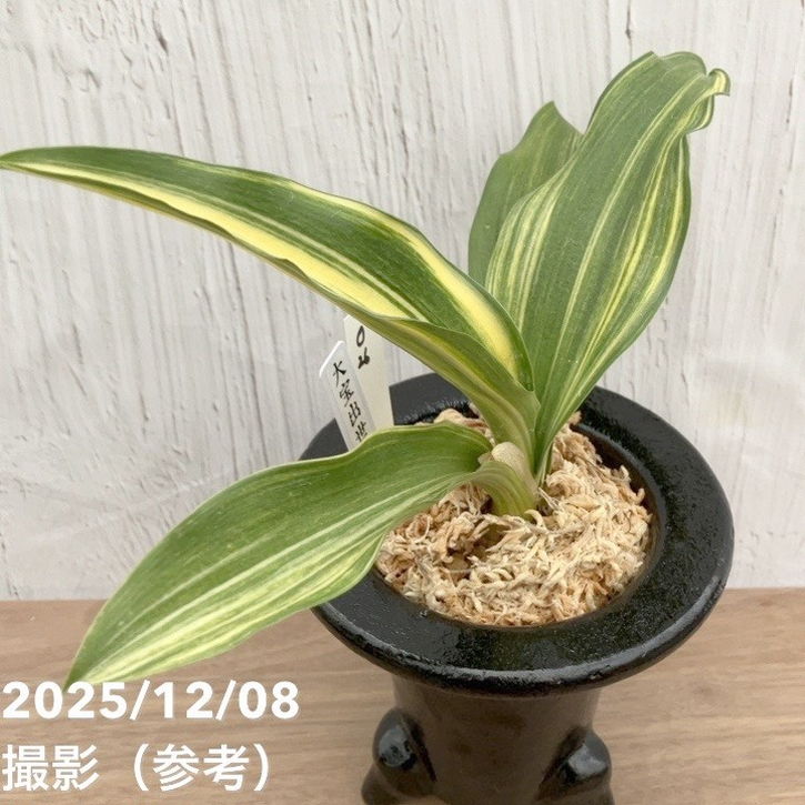 現品お届け】豊明園 万年青 オモト 大宝出世 陶器鉢（O26）｜観葉10-TU