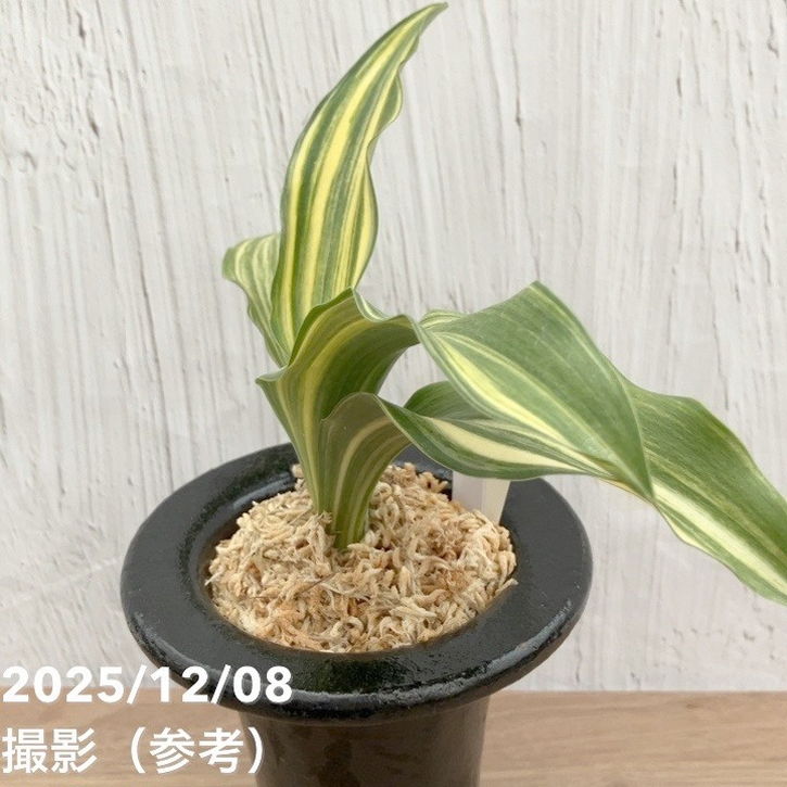 現品お届け】豊明園 万年青 オモト 大宝出世 陶器鉢（O26）｜観葉10-TU