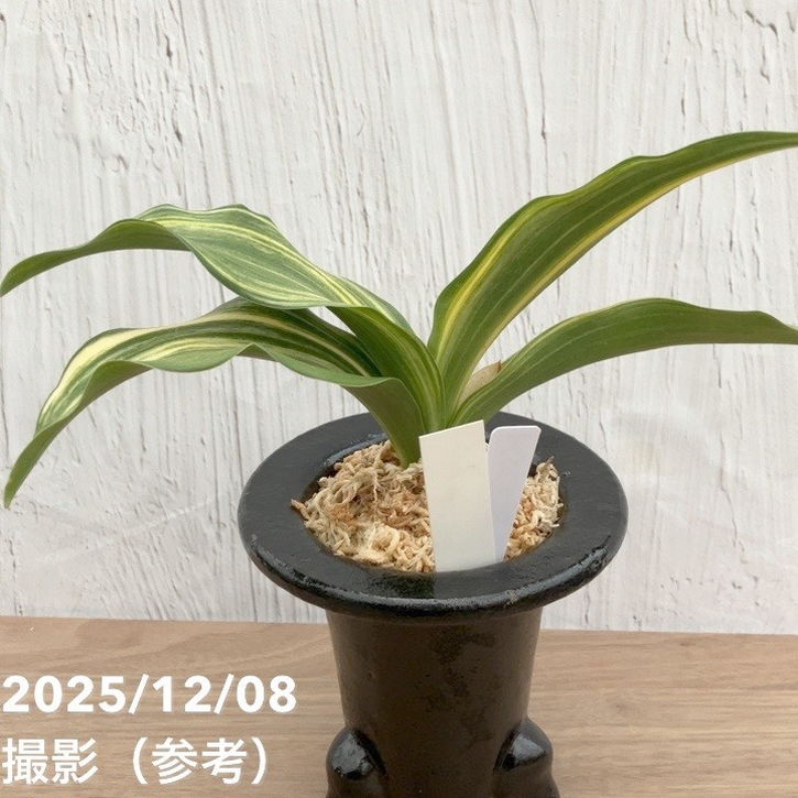決算P5倍！10%OFF！8/2まで】【現品お届け】豊明園 万年青 オモト 大宝