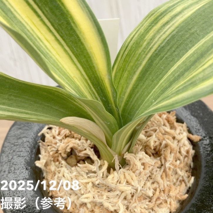 現品お届け】豊明園 万年青 オモト 大宝出世 陶器鉢（O26）｜観葉10-TU