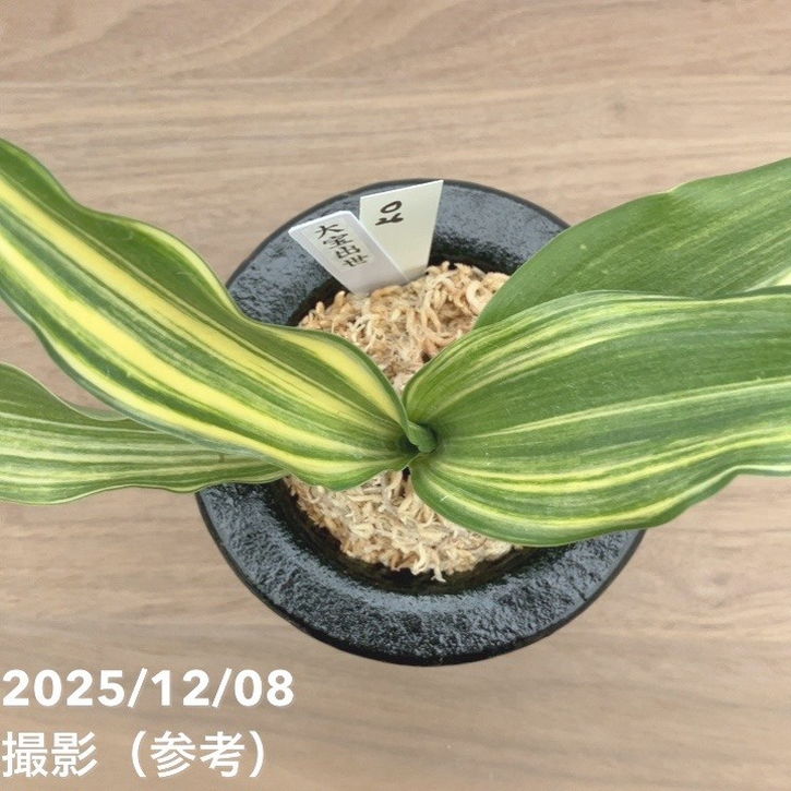 現品お届け】豊明園 万年青 オモト 大宝出世 陶器鉢（O26）｜観葉10-TU