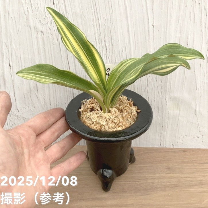 現品お届け】豊明園 万年青 オモト 大宝出世 陶器鉢（O26）｜観葉10-TU