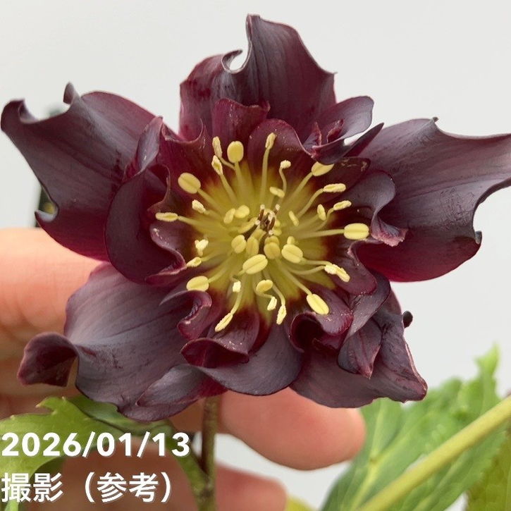 バ*カ様 クリスマスローズ ウィンターシンフォニー 「写楽